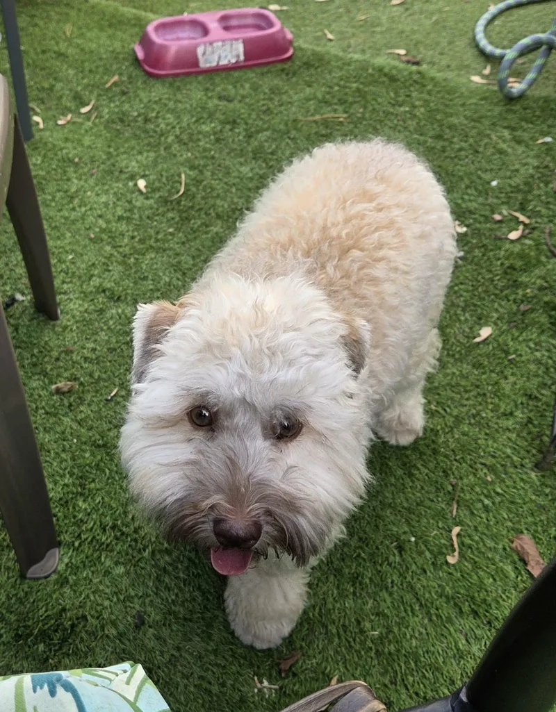 A young medium-sized male Miniature Poodle dog named Tennyson for adoption in Havertown, PA