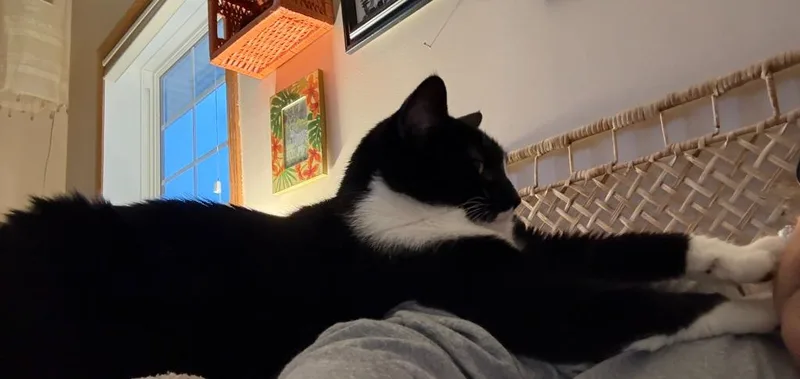 An adult large-sized female Domestic Short Hair cat named Mittens for adoption in Minneapolis, MN