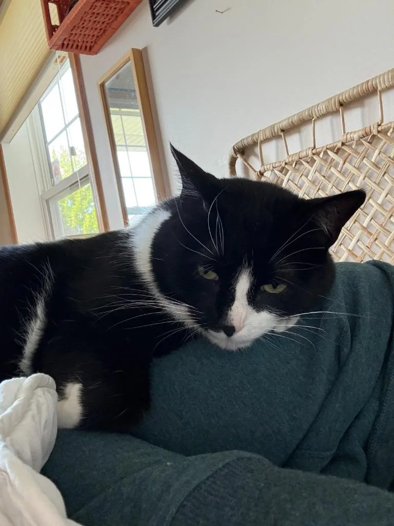 Mittens thumbnail 2