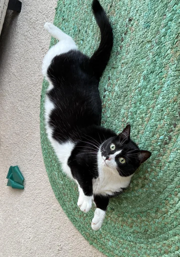 Mittens thumbnail 3