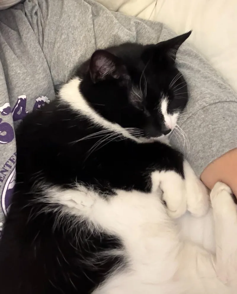 Mittens thumbnail 4