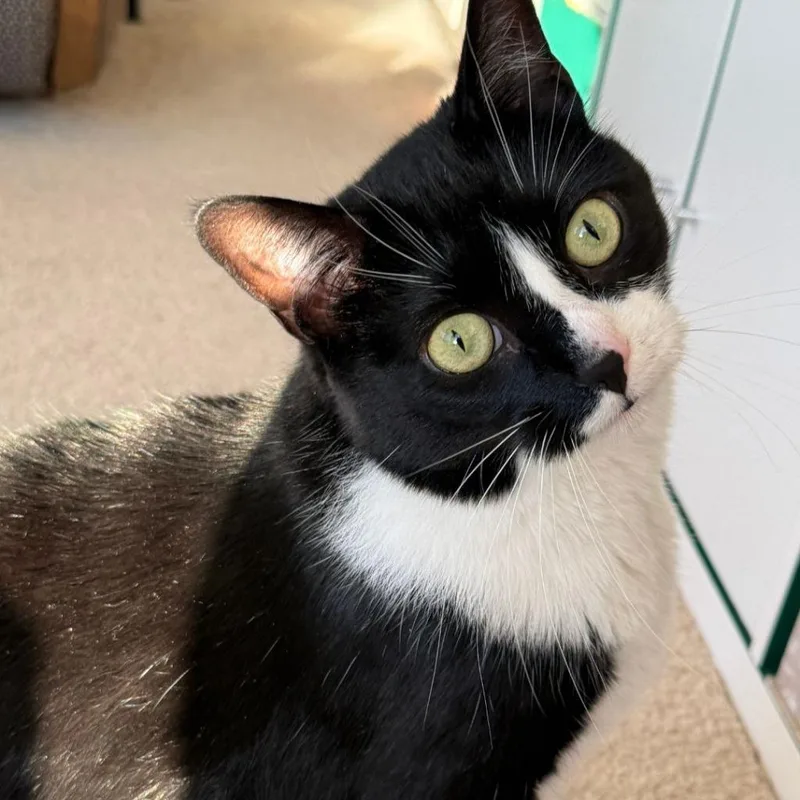 Mittens thumbnail 5