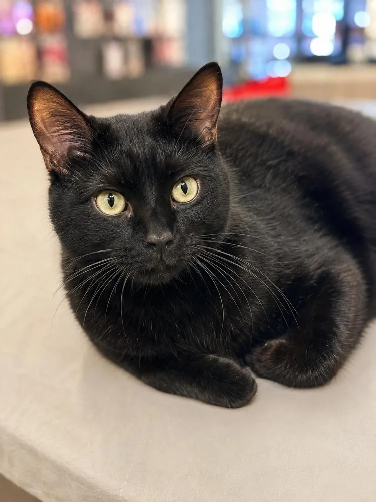 An adult large-sized male Black Domestic Short Hair cat named Charlie for adoption in Deland, FL