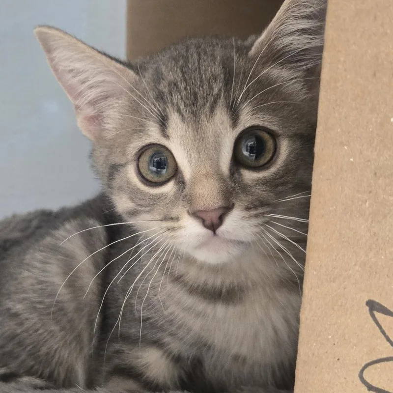 A baby small-sized male Black Domestic Short Hair cat named George for adoption in Desert Hot Springs, CA
