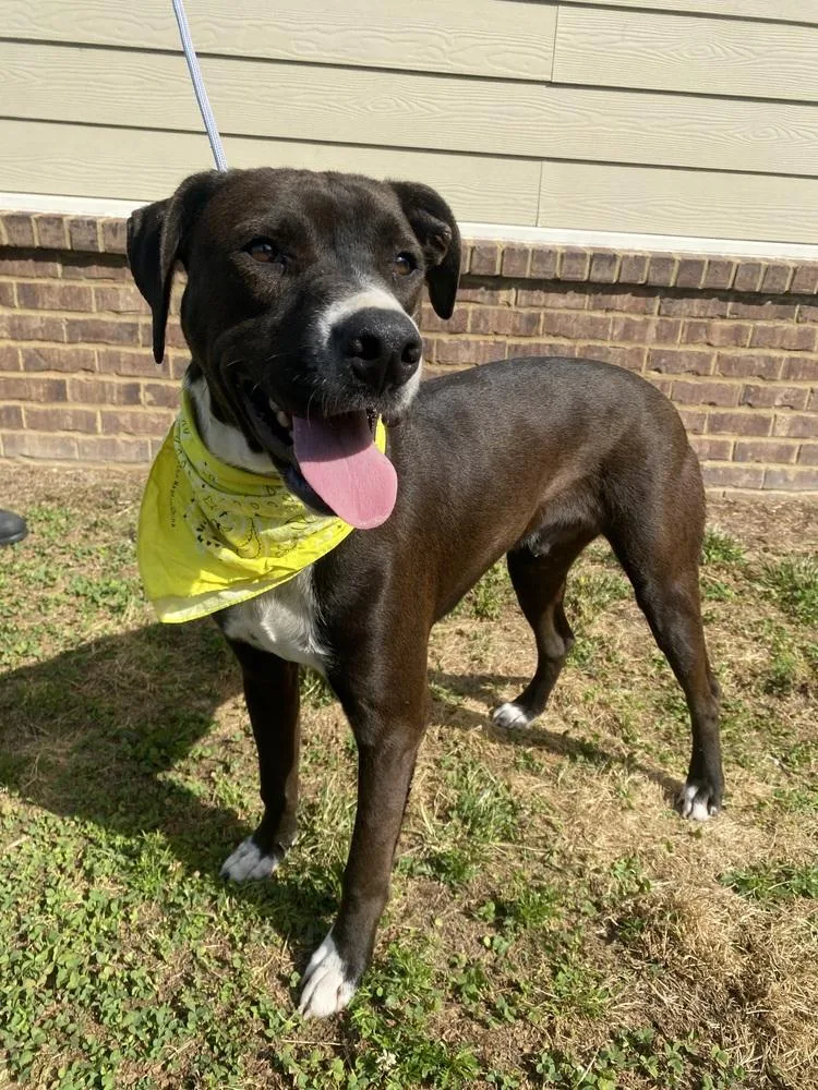 A young medium-sized male American Bulldog dog named Binky for adoption in Dickson, TN