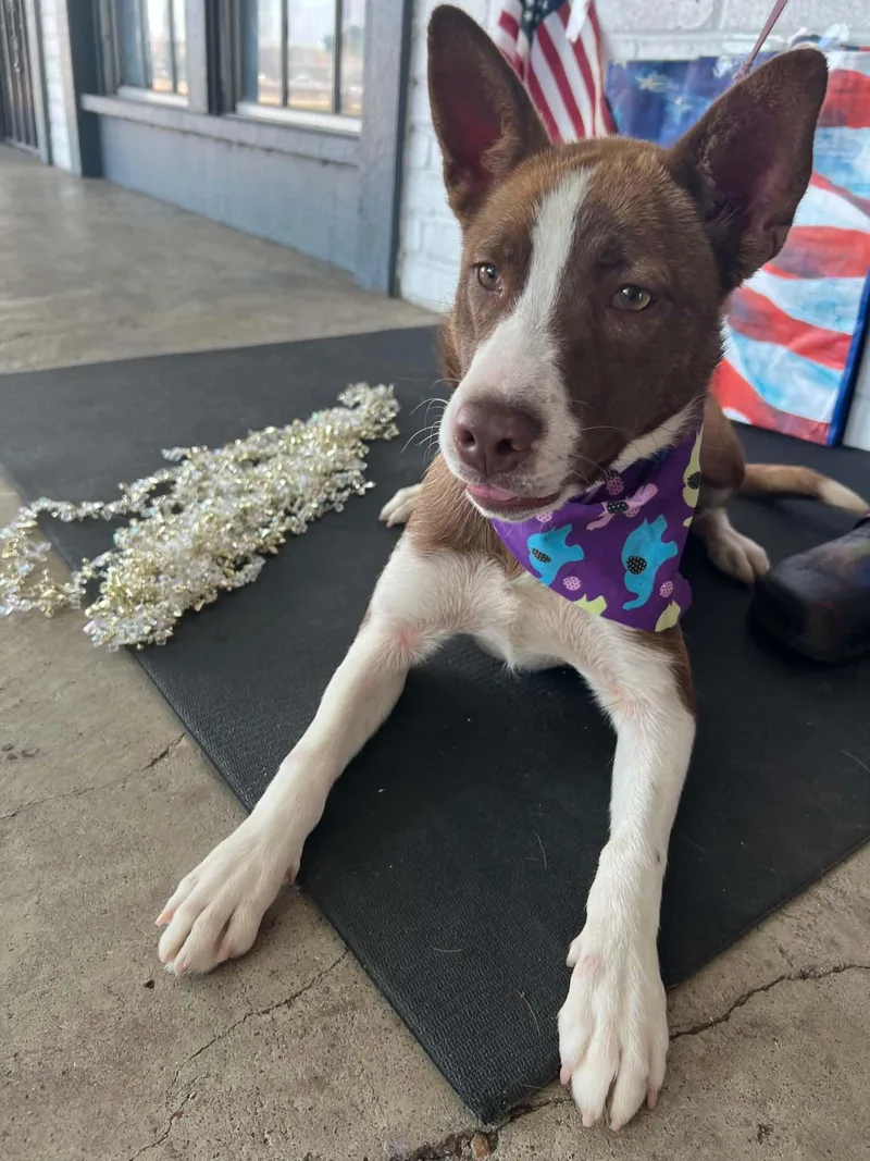 A baby medium-sized female Red / Chestnut / Orange Australian Cattle Dog / Blue Heeler dog named Benilde for adoption in Houston, TX