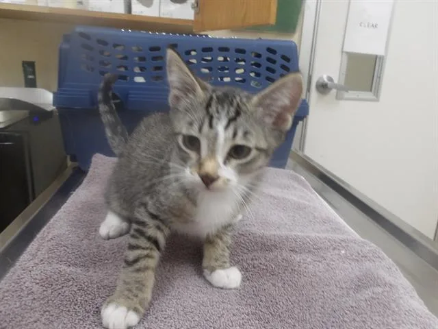 A baby small-sized male Domestic Medium Hair cat named Chris for adoption in Santa Rosa, CA