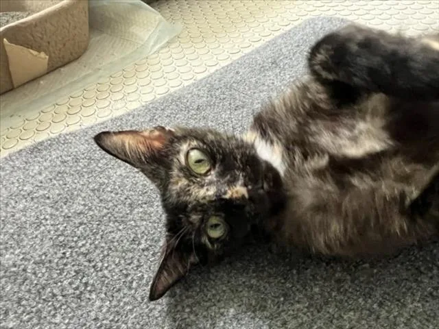 A young large-sized female Domestic Short Hair cat named Ariel for adoption in Chapel Hill, NC
