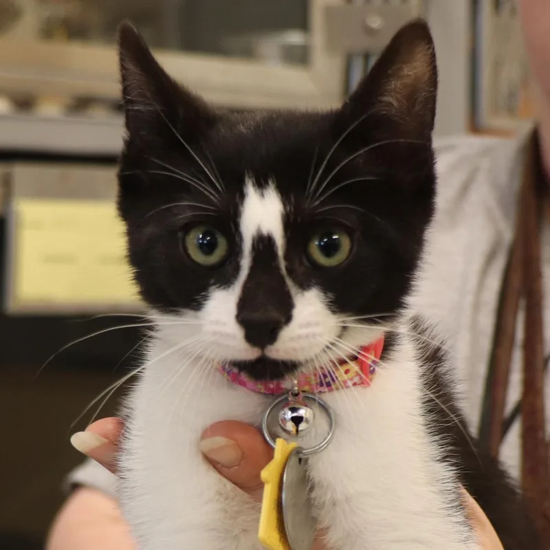 A baby small-sized female Domestic Short Hair cat named Pomegranate for adoption in Port Washington, NY