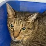 An adult medium-sized female Tabby (Brown / Chocolate) Domestic Short Hair cat named Louise for adoption in Lansing, MI