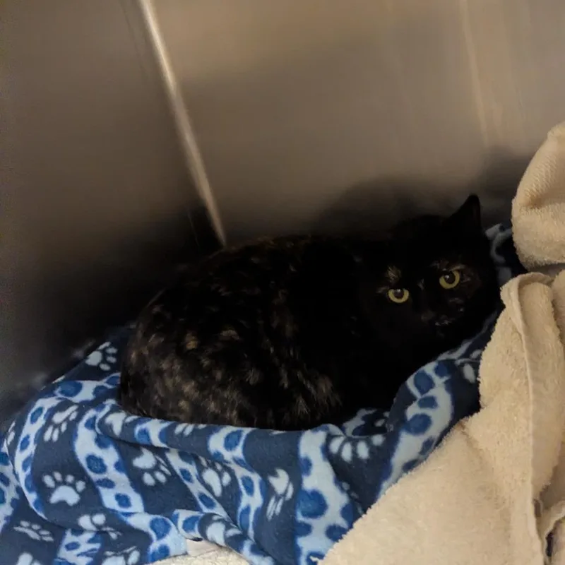 An adult medium-sized female Black Domestic Short Hair cat named Tinkerbell for adoption in Bristol, IN