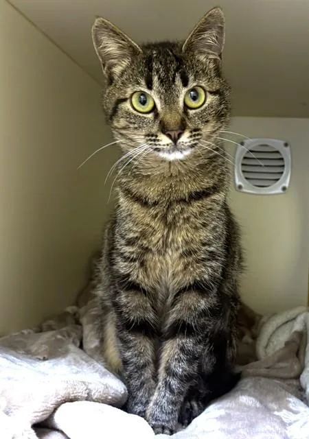A young medium-sized female Domestic Long Hair cat named Coco for adoption in Dedham, MA
