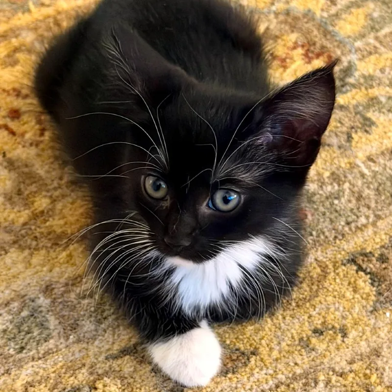 A baby small-sized female Black Domestic Short Hair cat named Mariah for adoption in Woodinville, WA