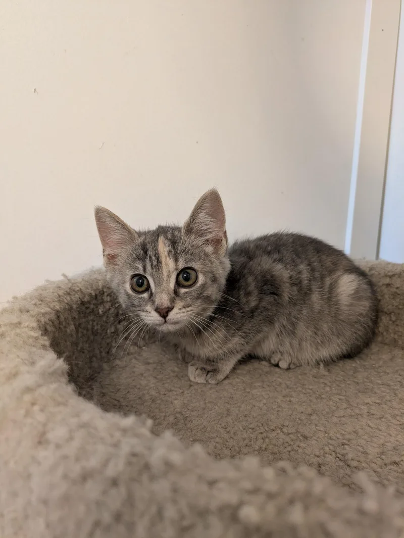 A baby small-sized female Dilute Calico Domestic Short Hair cat named Mollie At Pet for adoption in Kalamazoo, MI