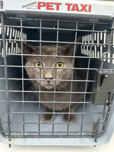 An adult small-sized male Domestic Short Hair cat named Hex for adoption in Virginia Beach, VA
