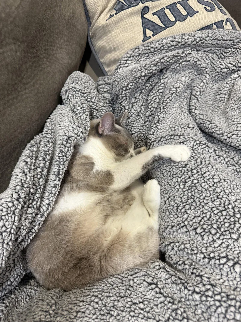 An adult medium-sized female Gray & White Domestic Short Hair cat named Petunia for adoption in Wheaton, IL