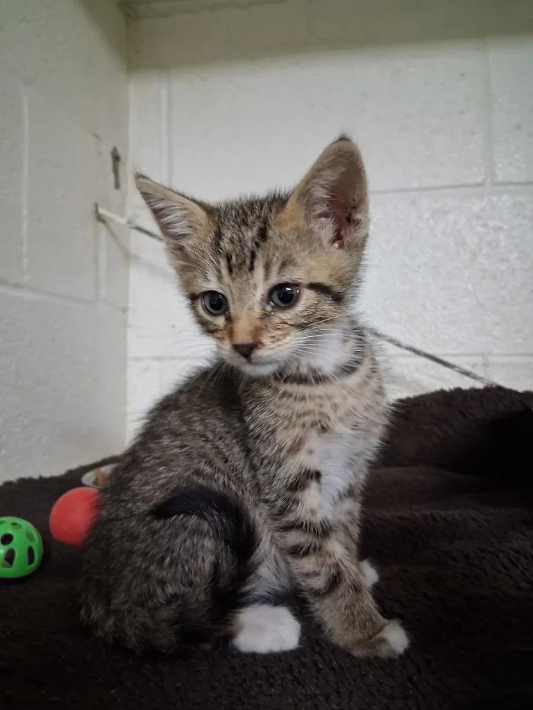 A baby small-sized male Domestic Short Hair cat named Stephen Strange for adoption in Ada, OK