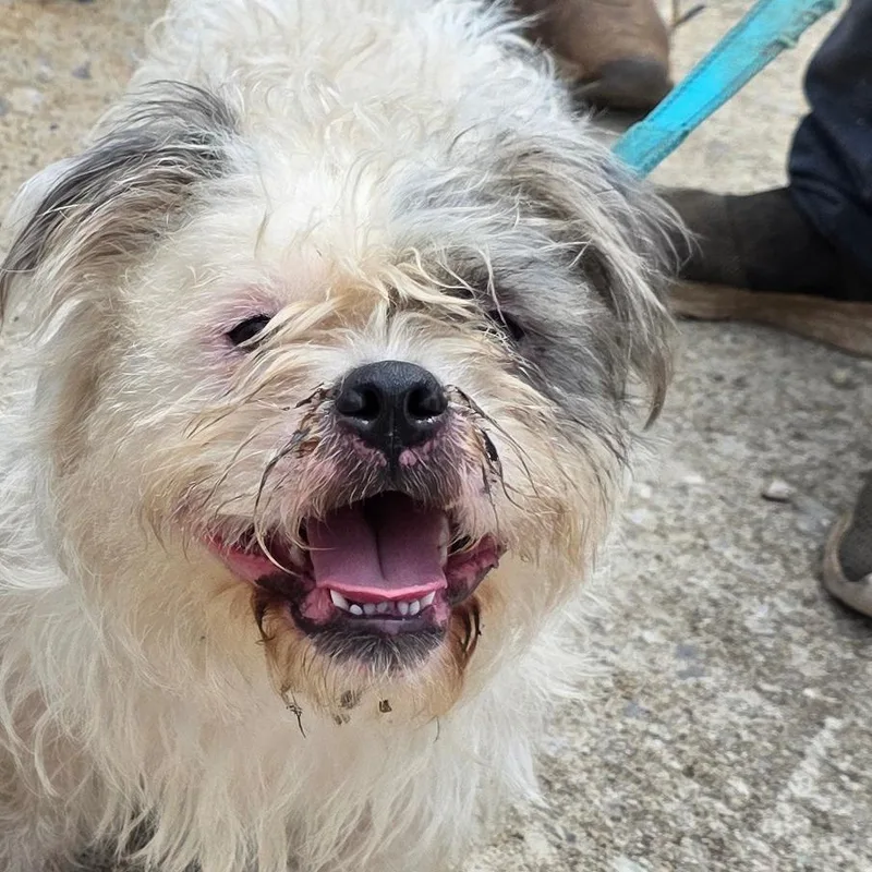 A young small-sized male White / Cream French Bulldog dog named Barf for adoption in Goltry, OK