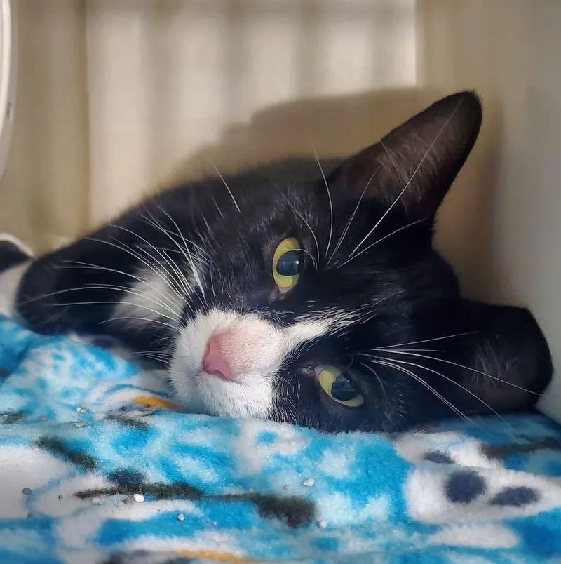 An adult medium-sized female Black & White / Tuxedo Domestic Short Hair cat named Daisy for adoption in Hutchinson, MN
