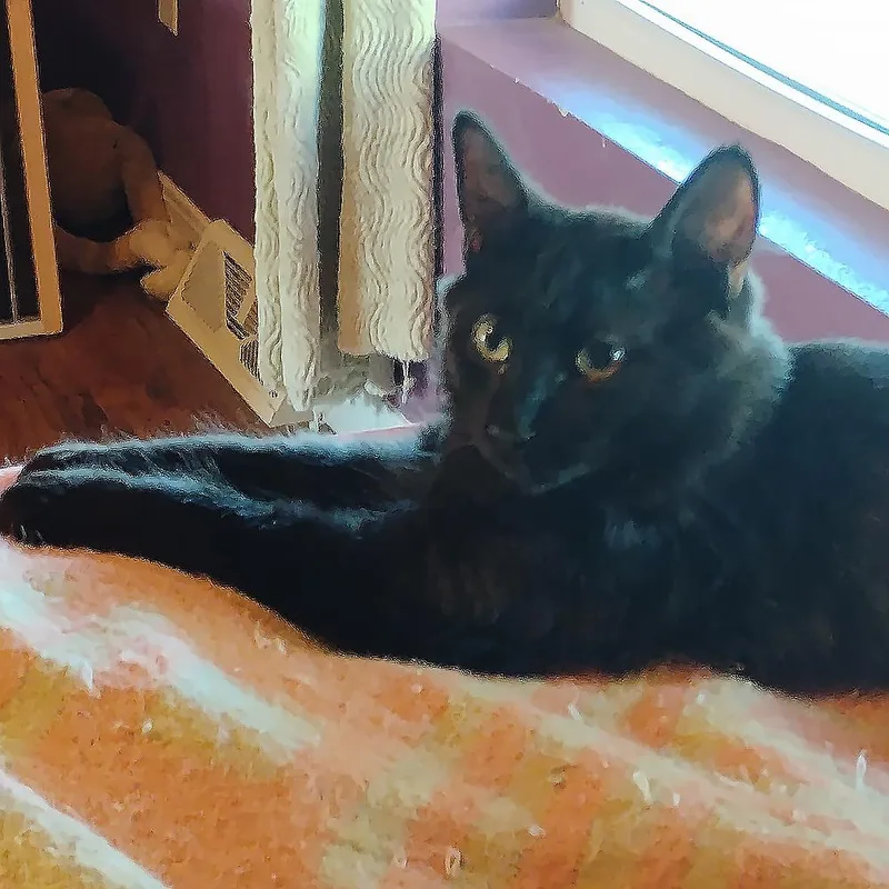 A young large-sized male Domestic Medium Hair cat named Albert for adoption in Fort Lupton, CO