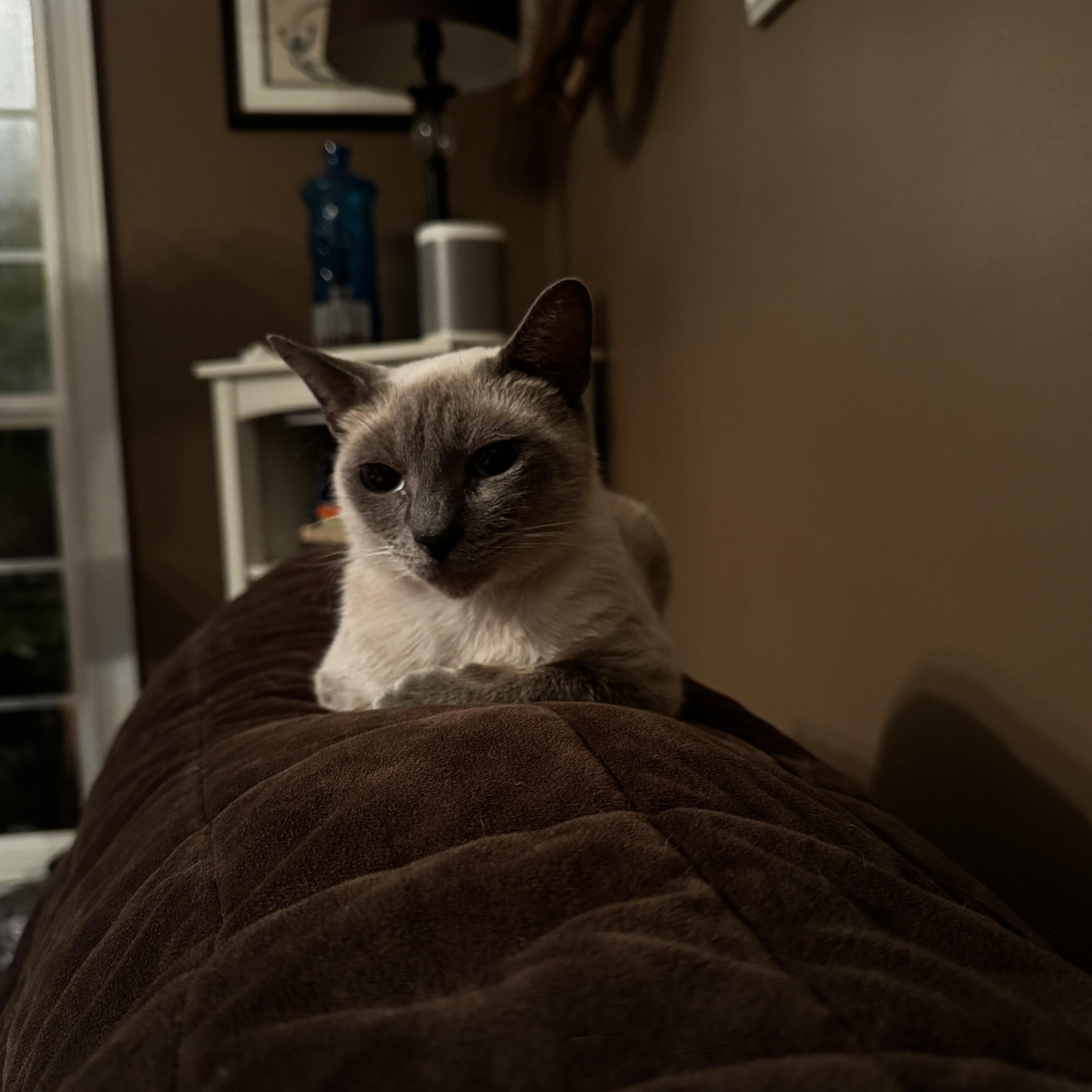 An adult medium-sized female Blue Point Domestic Short Hair cat named Raisin for adoption in MABLETON, GA