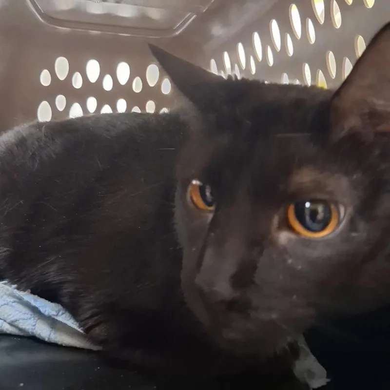 An adult extra large-sized male Black Domestic Short Hair cat named Joey for adoption in Hamburg, NY