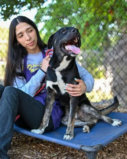 A young large-sized male Mixed Breed dog named Koala for adoption in Chamblee, GA