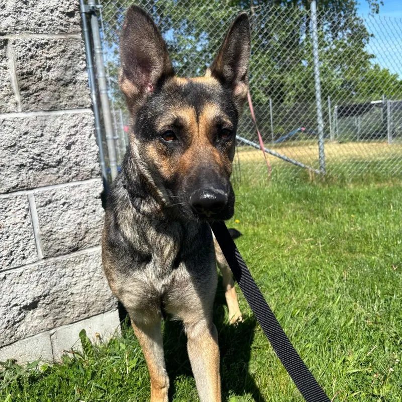 An adult medium-sized female Black German Shepherd Dog dog named Kelly for adoption in Brookfield, WI