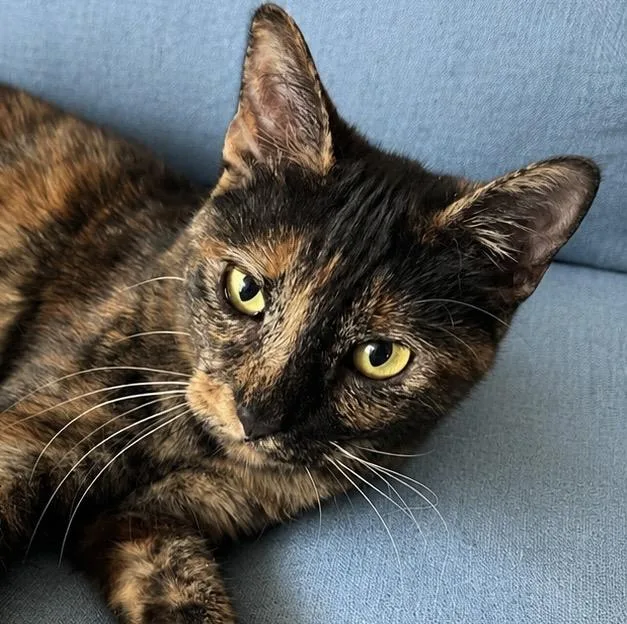 A young medium-sized female Tortoiseshell Domestic Short Hair cat named Mizo for adoption in Tomball, TX