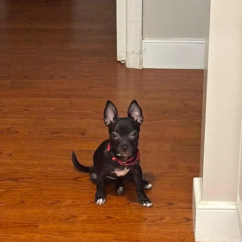 A baby small-sized female Black Mixed Breed dog named Skippy for adoption in Fredericksburg, VA