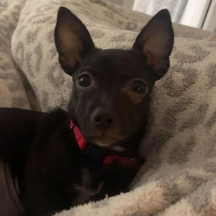 Skippy thumbnail 2