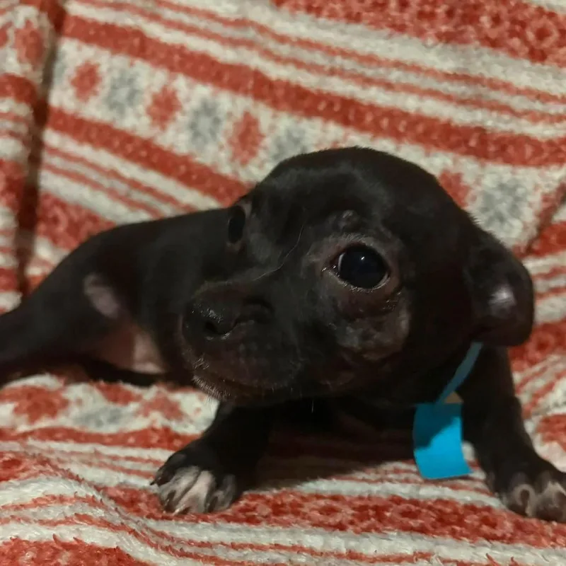 Skippy thumbnail 4