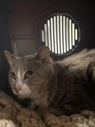 An adult small-sized male Domestic Short Hair cat named Gandolf for adoption in West Chester, PA