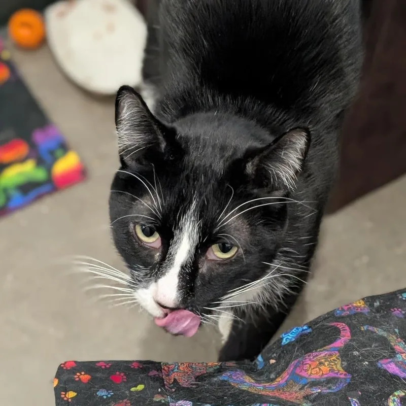 An adult medium-sized male Black Domestic Medium Hair cat named Shad for adoption in Reno, NV