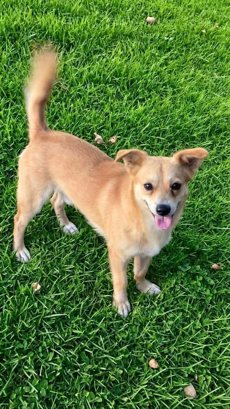 A young small-sized male Chihuahua dog named Mickey for adoption in New York, NY