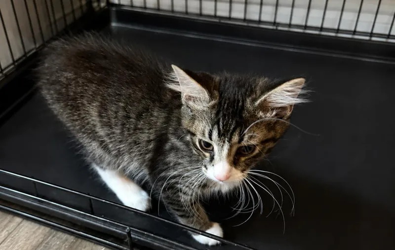 A baby small-sized male Black & White / Tuxedo Domestic Medium Hair cat named Milo for adoption in Chattanooga, TN