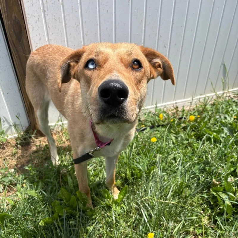 An adult small-sized female Apricot / Beige Labrador Retriever dog named Agatha for adoption in West Des Moines, IA