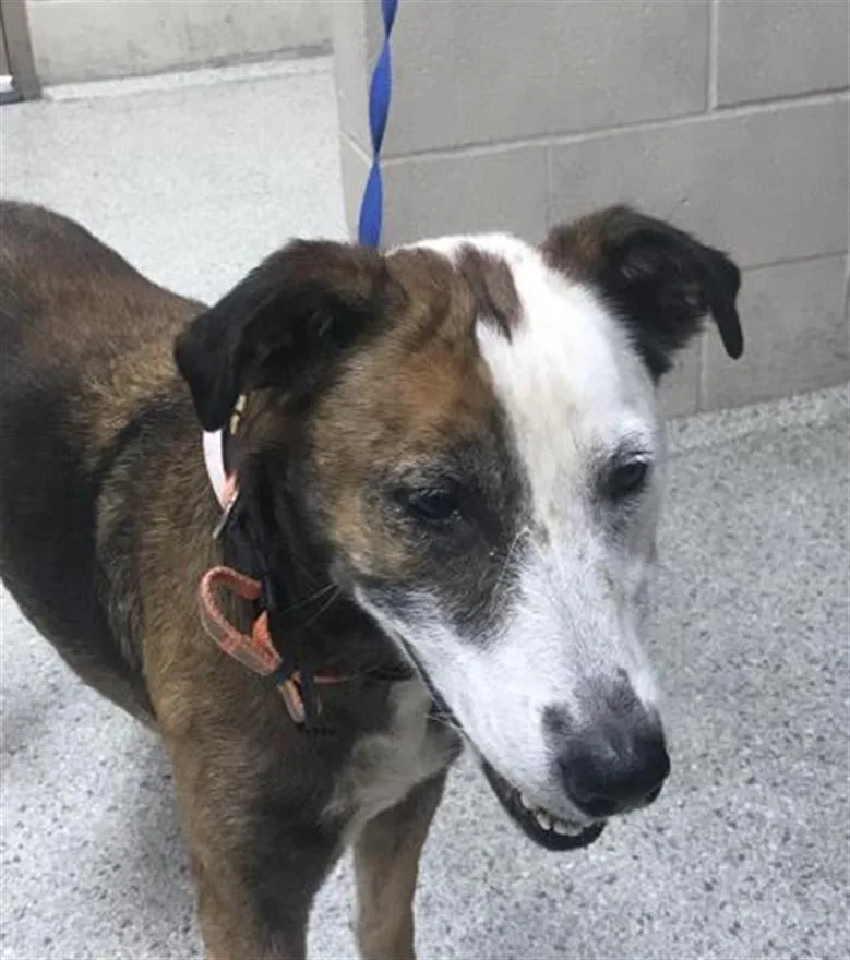 An adult medium-sized female Australian Cattle Dog / Blue Heeler dog named Bindi for adoption in Conroe, TX