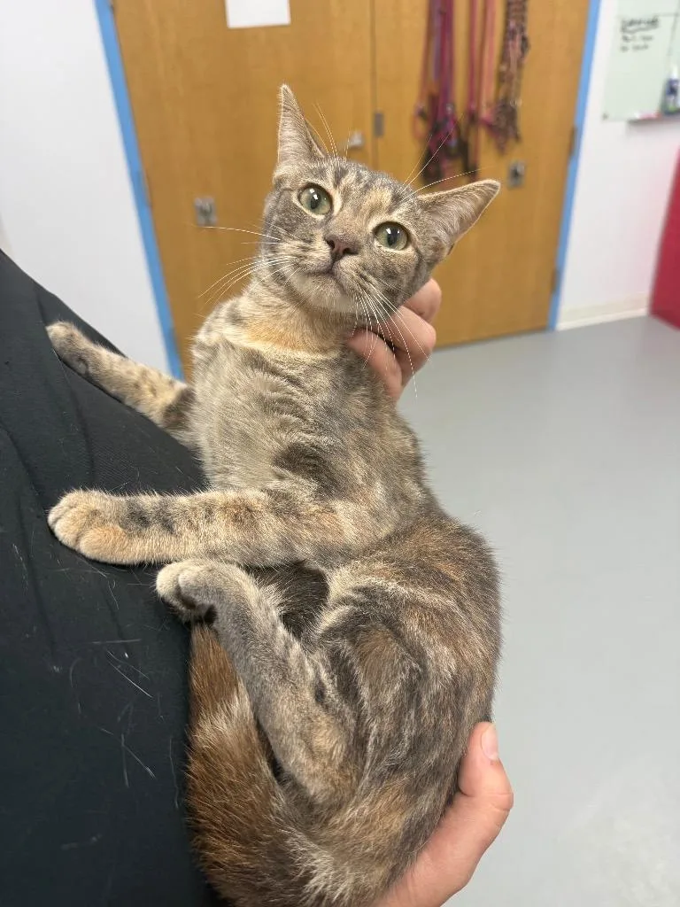 A young medium-sized female Domestic Short Hair cat named Emily for adoption in Hartsville, SC