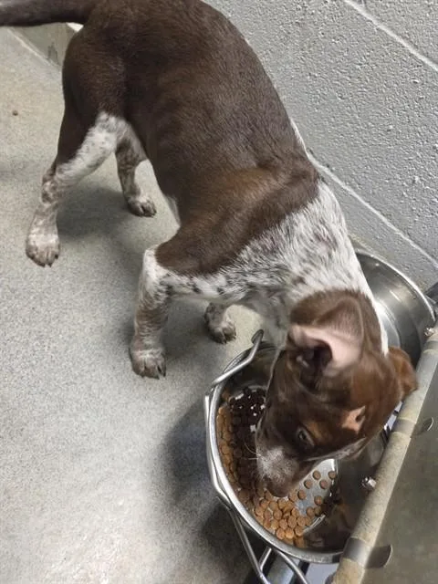 A baby small-sized female German Shorthaired Pointer dog named Spree for adoption in Huntsville, AL