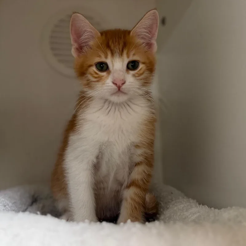 A baby small-sized male Orange / Red Domestic Short Hair cat named Tiger Roll for adoption in Riverside, CA