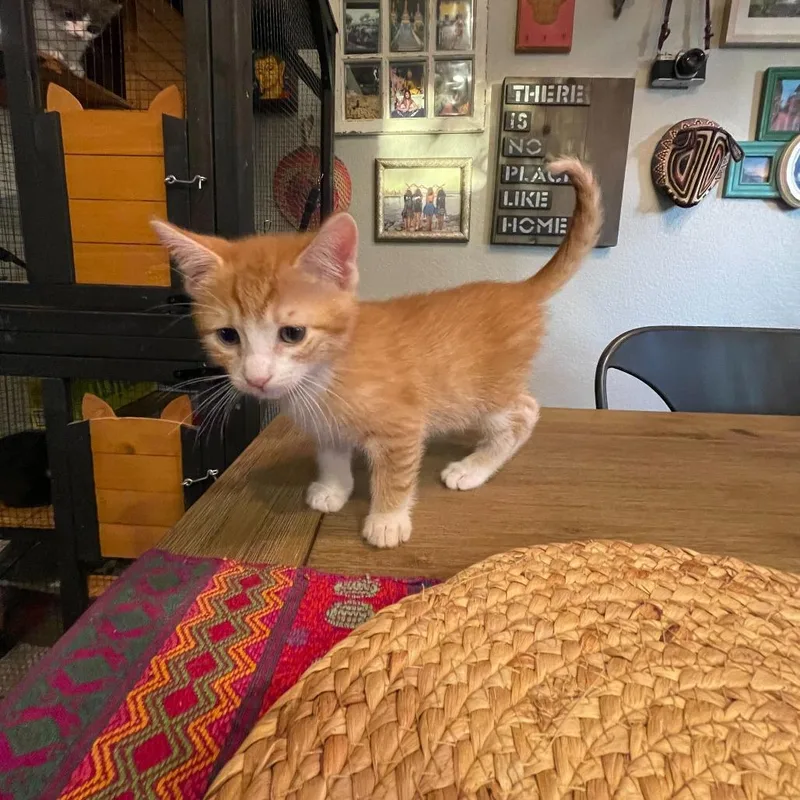 Tiger Roll thumbnail 6
