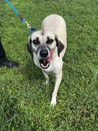 An adult large-sized female Mixed Breed dog named Hanna for adoption in Vero Beach, FL