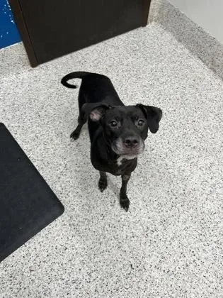 An adult medium-sized female Pit Bull Terrier dog named Kaari for adoption in Atlanta, GA