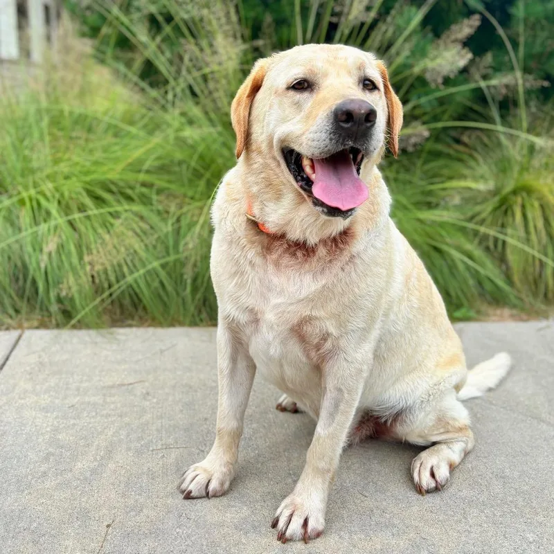 An adult large-sized male Yellow / Tan / Blond / Fawn Yellow Labrador Retriever dog named Scout for adoption in Nashville, IN