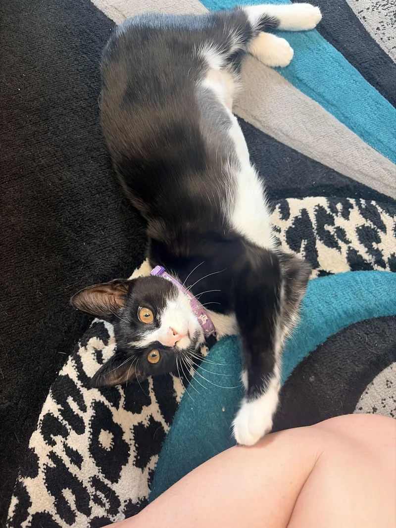 A young medium-sized female Black & White / Tuxedo Domestic Short Hair cat named Serenity for adoption in Tampa, FL