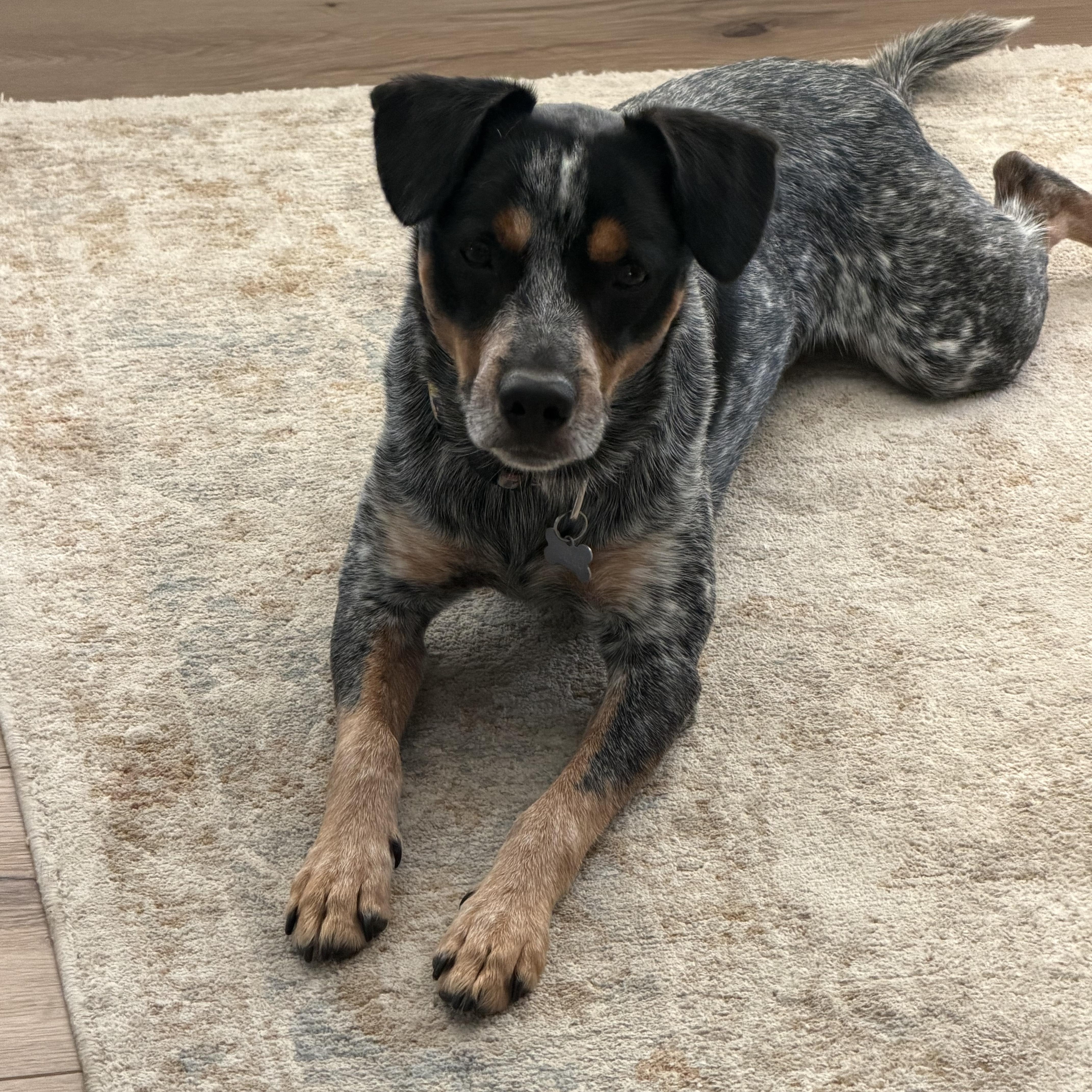 A young medium-sized male Merle (Blue) Australian Cattle Dog / Blue Heeler dog named Blue for adoption in Humble, TX