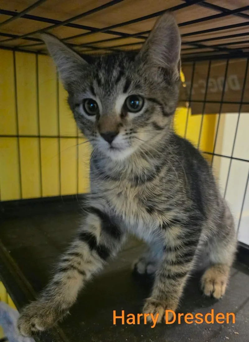A baby medium-sized male Tabby (Brown / Chocolate) Domestic Short Hair cat named Harry Blackstone Copperfield Dresden for adoption in Logan, UT