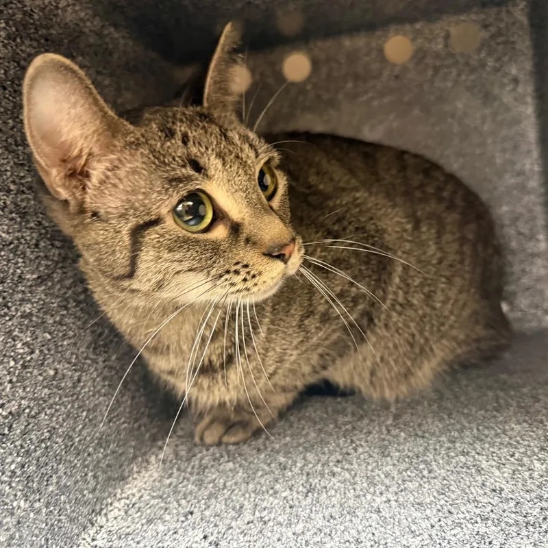 An adult medium-sized female Brown / Chocolate Domestic Short Hair cat named Ryder for adoption in Winston-Salem, NC