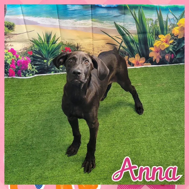 A young large-sized female Hound dog named Anna for adoption in Daingerfield, TX